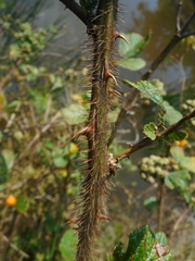 Rubus ellipticus