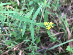 Pimelea neoanglica