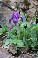 Iris furcata