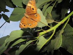 Junonia neildi varia