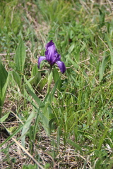 Iris furcata