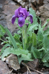 Iris furcata