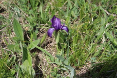 Iris furcata