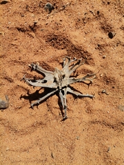 Harpagophytum procumbens