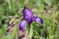 Iris furcata