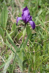 Iris furcata