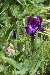 Iris furcata