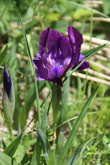 Iris furcata