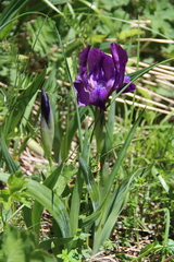 Iris furcata