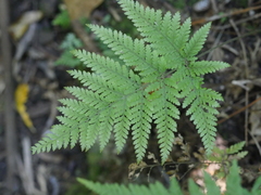 Parapolystichum microsorum pentangulare