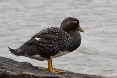 Tachyeres brachypterus