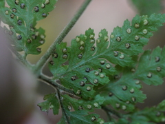 Parapolystichum microsorum pentangulare