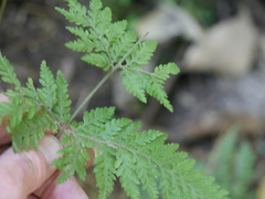 Parapolystichum microsorum pentangulare