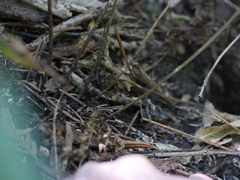 Parapolystichum microsorum pentangulare