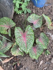 Caladium bicolor