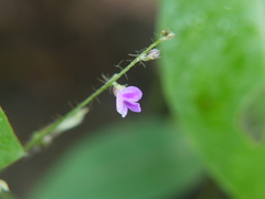Teramnus labialis