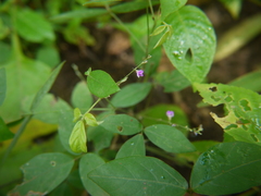 Teramnus labialis