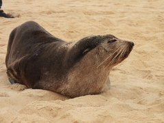 Arctocephalus tropicalis