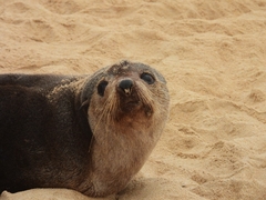 Arctocephalus tropicalis