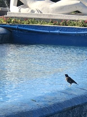 Acridotheres tristis