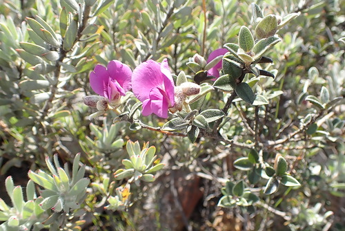 Image of Podalyria burchellii by no rights reserved