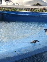 Acridotheres tristis