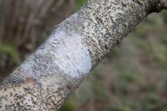 Fissurina alboscripta