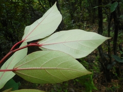 Ficus chartacea