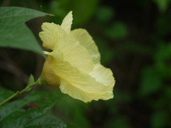 Azanza lampas