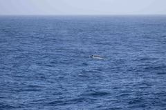 Balaenoptera borealis