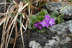 Primula pedemontana