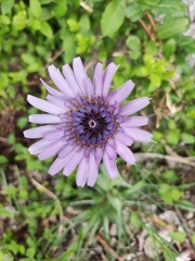 Tragopogon eriospermus