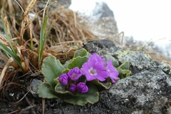 Primula pedemontana