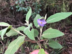 Solanum nemophilum