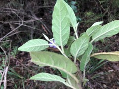 Solanum nemophilum