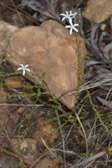 Wahlenbergia tenella