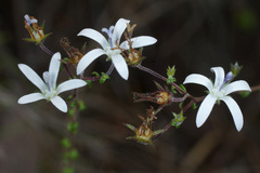 Wahlenbergia tenella