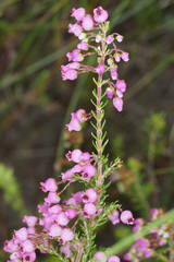 Erica lateralis