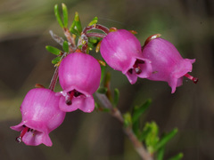 Erica lateralis