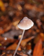 Mycena austrofilopes