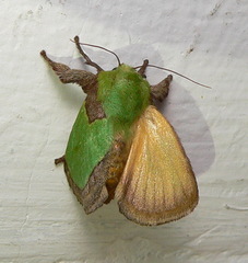 Latoia vivida