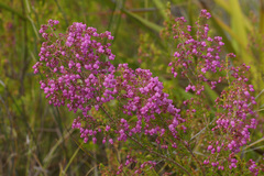 Erica lateralis