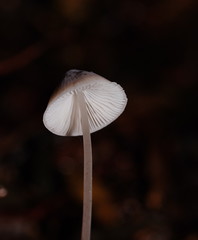Mycena austrofilopes