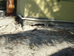 Ctenosaura similis similis