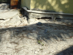 Ctenosaura similis similis