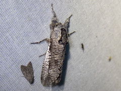 Endoxyla secta