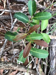 Cupaniopsis parvifolia