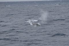 Balaenoptera physalus