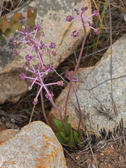 Ledebouria ovalifolia