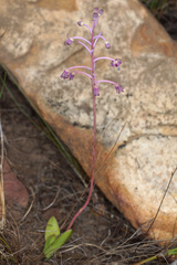 Ledebouria ovalifolia